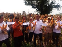 Meningkatnya Produksi Jagung Nasional dan Langkah-Langkah Strategis di Kabupaten Pati