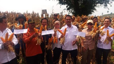 Meningkatnya Produksi Jagung Nasional dan Langkah-Langkah Strategis di Kabupaten Pati