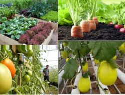 Inovasi Terbaru di Bidang Pertanian: Tanaman Genetically Modified (GM) Menghasilkan Hasil Panen Lebih Melimpah