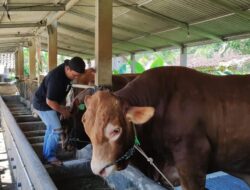 Dinas Pertanian akan Mengecek Kesehatan Ternak,Jelang Hari Raya Idul Adha