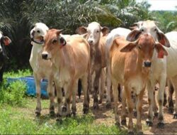 DKPP Kota Bengkulu Memastikan Hewan Qurban Idul Adha Harus Mempunyai SKKH