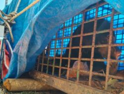 Keadaan Beruang Madu Membaik Setelah Terjerat tambang Ungkap BKSDA Bengkulu