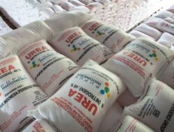 Dinas TPHP Provinsi Bengkulu Salurkan Pupuk Subsidi Mencapai 20.388 Ton Januari Hingga Juni 2024