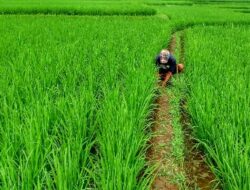 Dinas TPHP Mencatat 88.331 Orang Jumlah Petani Berdasarkan Data e-RDKK
