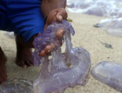Perubahan Iklim Menyebabkan Ribuan Ubur-Ubur Terdampar di Pantai Bengkulu