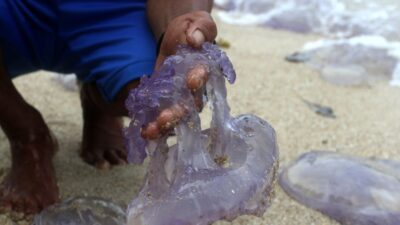 Ilustrasi foto : ubur-ubur di pantai bengkulu