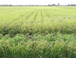 Dinas TPHP Provinsi Bengkulu  Usulkan 1.800 Hektare Sawah Baru Ke Pemerintah Pusat