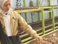 Bank Indonesia Ungkap Sawit dan Kopi sebagai Pilar Ekonomi Bengkulu Triwulan III 2024