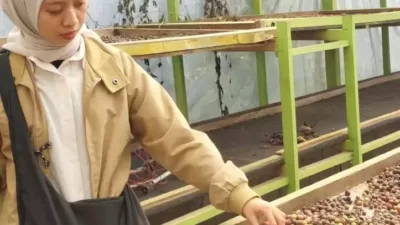 Proses penjemuran komoditas kopi di Kabupaten Rejang Lebong, Provinsi Bengkulu