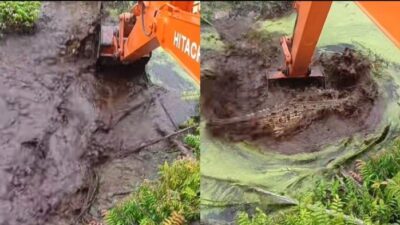 Excavator keruk parit dan buaya di Sambas, Kalimantan Barat.