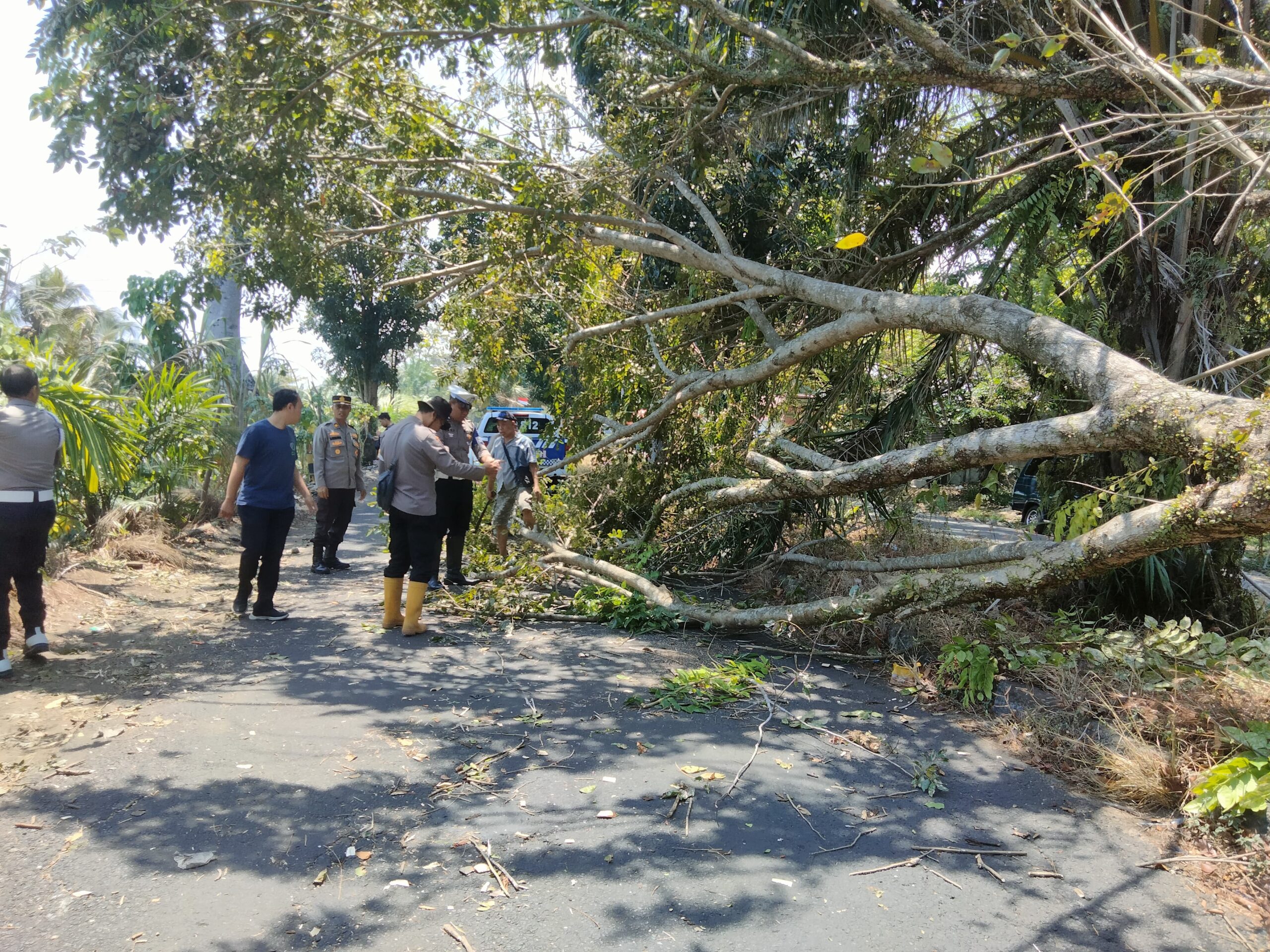 Pohon tumbang di bengkulu