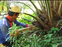 Tunjang Perekonomian Disbun Bengkulu Utara Salurkan Bantuan Terhadap 20 Kelompok Kelapa Sawit