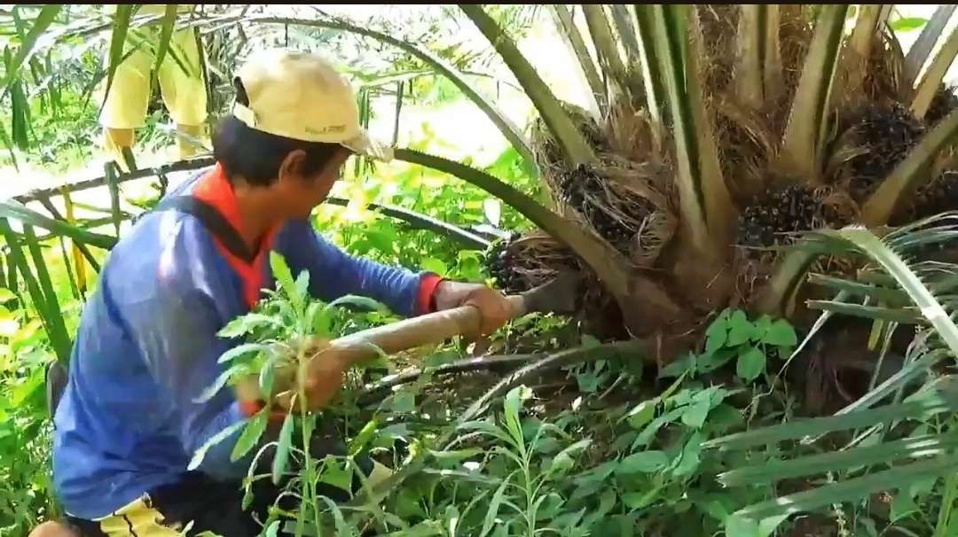 Disbun bengkulu utara berikan bantuan terhadap kelompok kelapa sawit