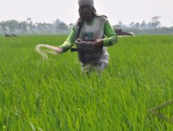 DTPHP Bengkulu Salurkan Pupuk Bersubsidi Capai 44.016 Ton