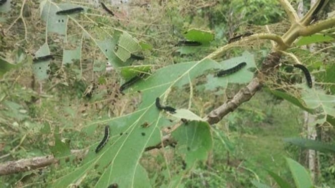 Ulat jati Gunungkidul