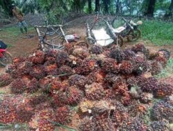 Harga TBS Sawit di Seluma Kembali Turun Menjadi Rp 2.820 Perkilo