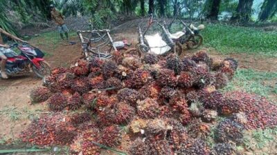 Tampak Petani Sawit di Seluma Bengkulu saat mengumpulkan TBS Sawit. Harga TBS Sawit di Seluma Bengkulu Turun Lagi, Kini Rp 2.820 Perkilo