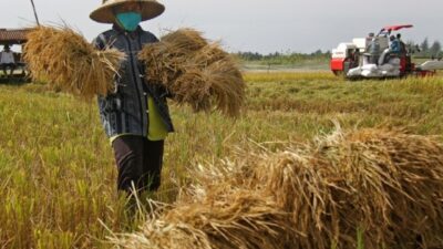 Harga gabah di seluma capai Rp 7 ribu per kilogram