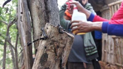 musim ulat jati (rebanas.com)