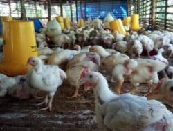 Jelang Natal dan Tahun Beru Harga Ayam Potong di Seluma Melonjak Hingga Rp 37 Per Kilogram