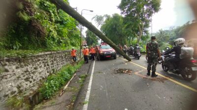 Pemotor tewas tertimpah pohon pinus di Jalan Raya Bandung-Cirebon, tepatnya di Cigendel, Kecamatan Pamulihan, Kabupaten Sumedang