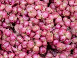Jelang Nataru Harga Bawang Merah dan Bawang Putih di Seluma Melonjak Hingga Rp 40 Per Kilogram