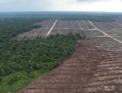 Bayang-Bayang di Bawah Raja Hutan: Greenpeace Gugat Transparansi Grup RGE