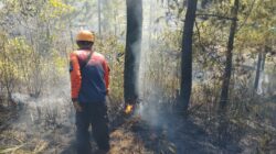 BNPB Catat Karhutla di Berbagai Daerah, Ratusan Hektare Lahan Terbakar