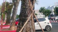 Tanggapan DLH, Pohon Mati di Kawasan Belengguk Point Ditanam Kembali